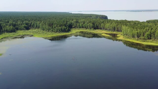 Aerial video of forest boggy lake in the Karakansky pine forest near the shore of the Ob reservoir.