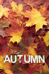 Colorful and bright - green, yellow, orange and red - autumn leaves background. Nature, fall season concept. Foliage. Outdoor. Copy space, flat lay, top view.