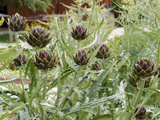 (Cynara scolymus) Têtes d'artichauts comestibles le Gros vert de Laon ou d'Italie à gros fruit...