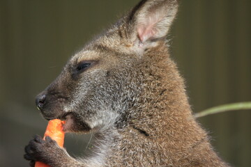 wallaby eating carrot, Australia © Sarah