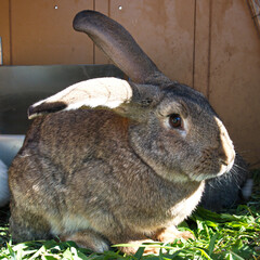 Home rabbit, animal
