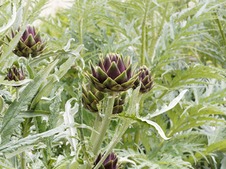(Cynara scolymus) Tête d'artichaut  comestible,  le Gros vert de Laon ou d'Italie à gros fruit...
