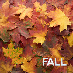 Colorful and bright - green, yellow, orange and red - autumn leaves background. Nature, fall season concept. Foliage. Outdoor. Copy space, flat lay, top view.