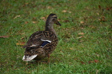 The beautiful goose standing on the green field in Sapporo Japan