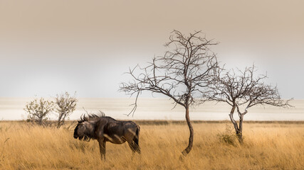 Fototapeta na wymiar Isolated wildebeest near a tree in the savannah, Etosha national park, Namibia