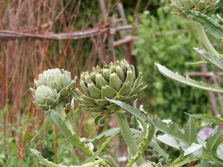 (Cynara scolymus) Pieds d'artichauts 'Gros vert de Laon ' ou 'Tête de chat', gros fruit vert...
