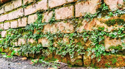 moss on wall