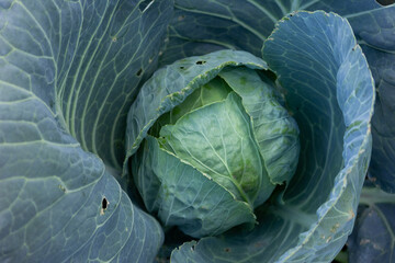 Agriculture. Healthy food for humans. Growing cabbage. White cabbage grows in the garden ..