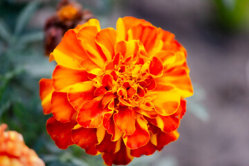 Marigolds (Tagetes erecta, Mexican marigolds, Aztec marigolds, African marigolds) close-up in the garden.