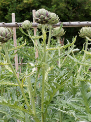 Cynara scolymus | Têtes d'artichauts comestibles le Gros vert de Laon ou d'Italie à gros fruit...