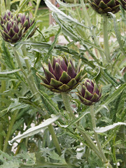 Cynara scolymus | Têtes d'artichauts comestibles le Gros vert de Laon ou d'Italie à gros fruit...