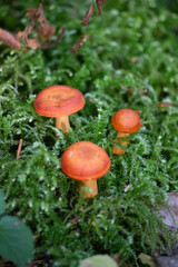 Milkweed is a mushroom of the genus Millechnik of the russula family. Conditionally edible.