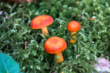 Milkweed is a mushroom of the genus Millechnik of the russula family. Conditionally edible.