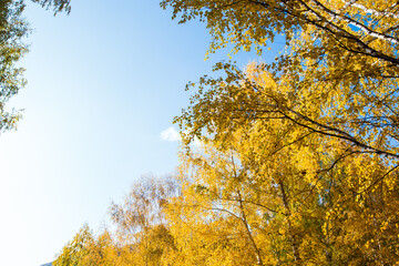 Autumn. Beautiful yellow birch leaves and branches of larch trees on a background of blue clear sky. Natural background. Place to insert text.