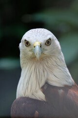 brahminy kite (Haliastur indus), formerly known as the red backed sea eagle