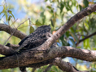 Tawny Frogmouth and chic