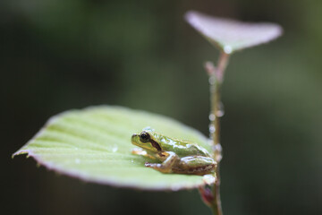 ミズキの新芽にカエル