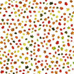 Autumn leaves seamless pattern. Colorful maple foliage. Season leaves fall background. Autumn yellow red, orange leaf isolated on white.