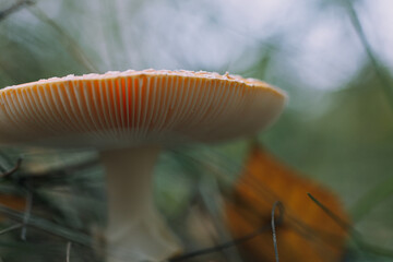 Amanita mushroom close-up in autumn forest