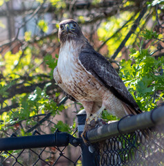 A Red Tailed Hawk with a kill