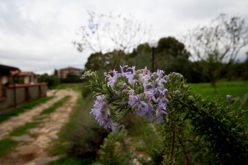 Obraz premium Flowering rosemary,Salvia rosmarinus commonly known as rosemary, is a woody, perennial herb with fragrant, evergreen.Organic garden,Italy.