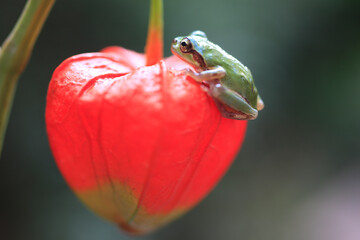 ほおずきにカエル