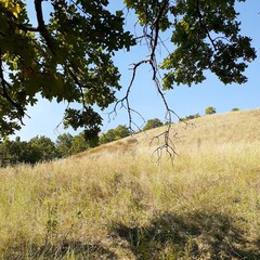 
sandy mountain slope covered with trees