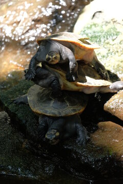 Amboina Box Turtle Spotted In River, Or Southeast Asian Box Turtle (Cuora Amboinensis) Is A Species Of Asian Box Turtle