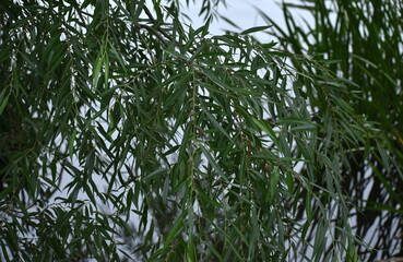 The close-up details of the willow trees with the green leaves in Sapporo Japan