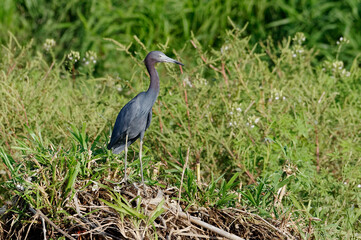 Little Blue Heron (Egretta caerulea) at Tarcoles River, Costa Rica