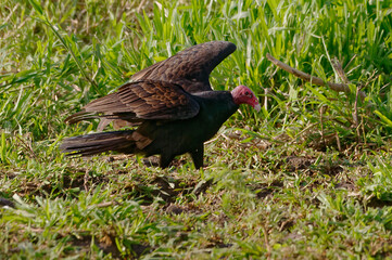 Turkey Vulture (Carthartes aura) at Tarcoles River, Costa Rica