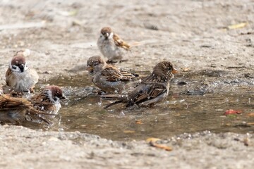 A small flock of city sparrows bathes in a puddle on a concrete floor
