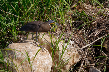Bare-throated Tiger Heron (Tigrisoma mexicanum) at Tarcoles River, Costa Rica