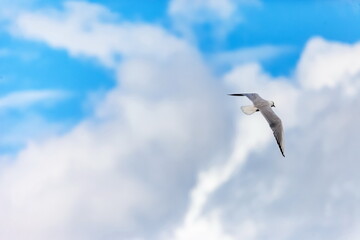 Flying bird river gull on the background of blue sky and white clouds (Background, banner, Wallpaper)