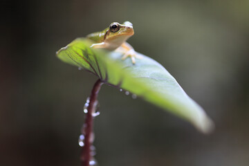 里芋の葉にカエル