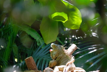 iguanas in a tree