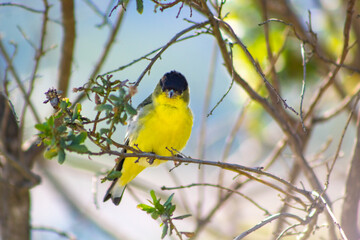 A golden finch making eye contact
