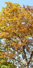 autumn leaves against blue sky