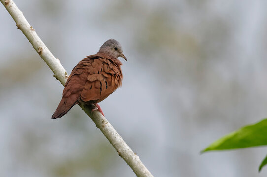 Ruddy Ground-Dove (Columbina Talpacoti) At Arenal Volcano National Park, Costa Rica