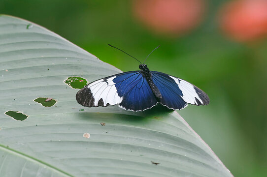 Sapho Longwing (Heliconius Sapho) At Arenal Volcano National Park, Costa Rica