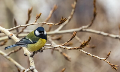 Fototapeta premium Bird tit close up on a branch of a poplar tree in spring