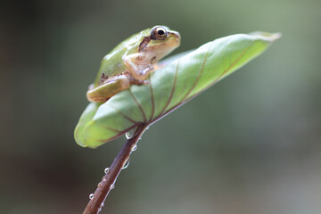 里芋の葉にカエル