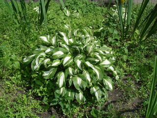 hosta decorative large beautiful bush in the garden