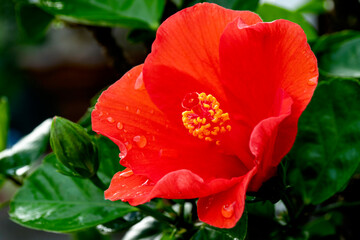 Orange hibiscus flower, blooming with blurred green leaf background.