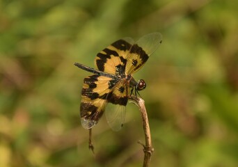 dragonfly on a flower