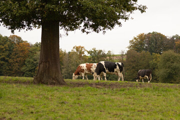 three cows, two black and white and on brown white are grazing in a pasture, in the foreground a thick tree trunk