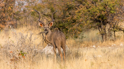 a great kudu hiding behind tall grass observes the surroundings for its survival, Etosha, Namibia