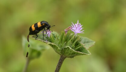 bee on a flower