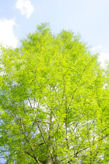 新緑の木々と青空