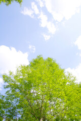新緑の木々と青空